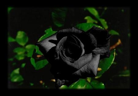 rose   noir